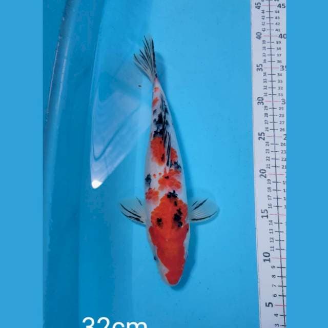 sanke 32cm