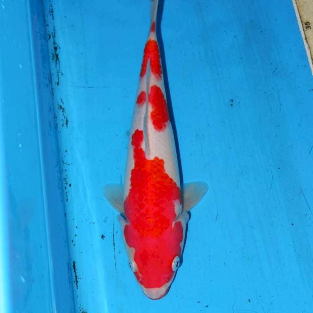KOHAKU PERFECT