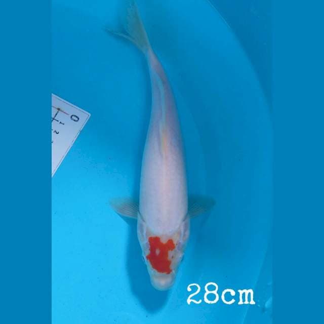 tancho kohaku 28cm