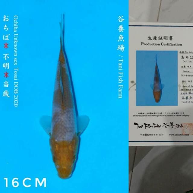 Tani Ochiba 16cm Certi