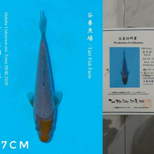 Tani Ochiba 17cm Certi