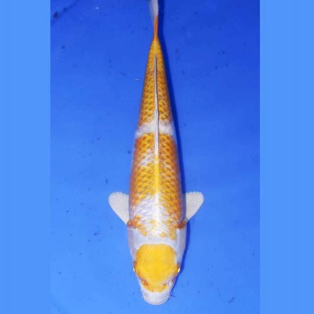 MARUTEN HARIWAKE