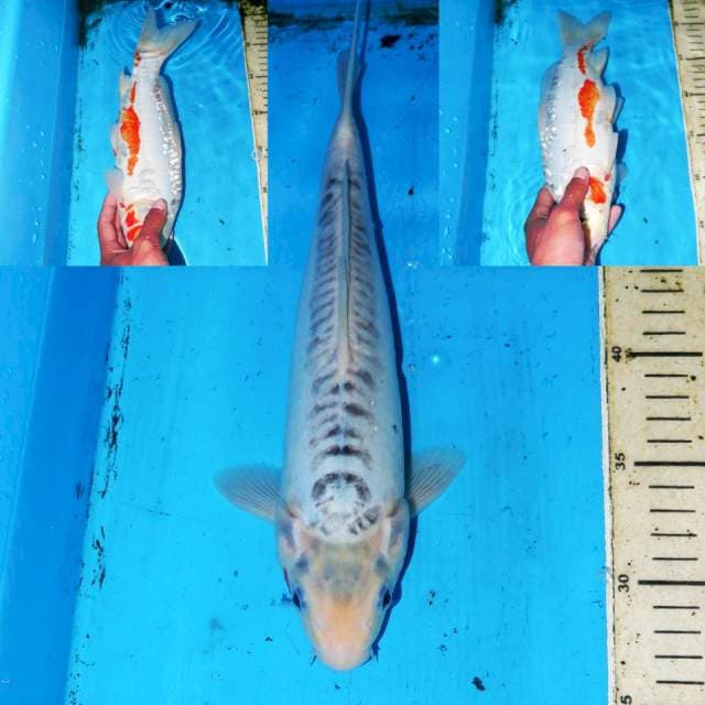 SHUSUI 30cm