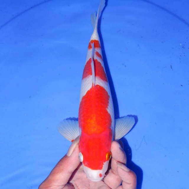 KOHAKU MANIS