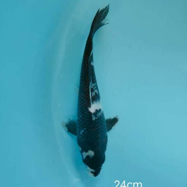 shiro 24cm