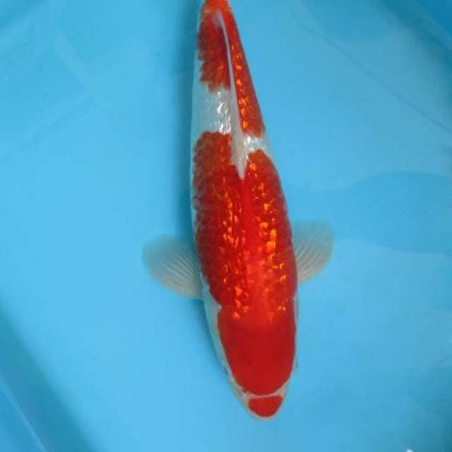 L. KUCIBENI KOHAKU GIN RIN,-