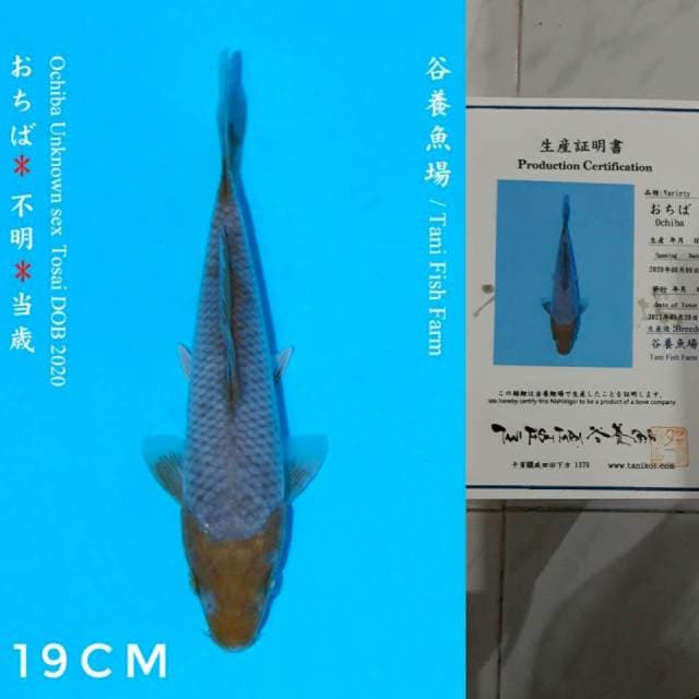 Tani Ochiba 19cm Certi
