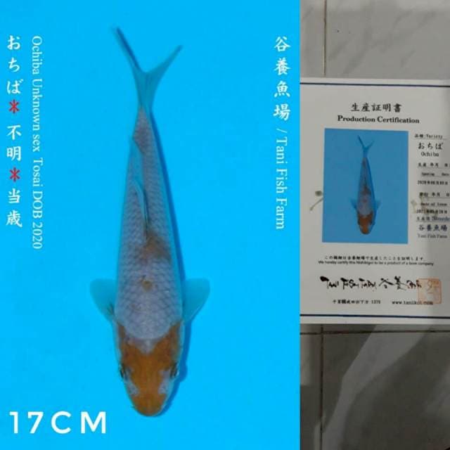 Tani Ochiba 17cm Certi