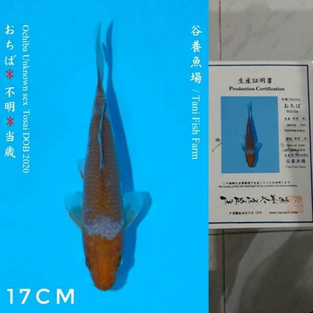 Tani Ochiba 17cm Certi