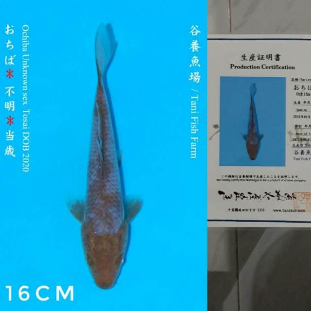 Tani Ochiba 16cm Certi