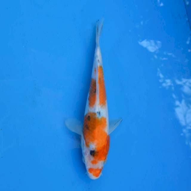 Kuchibeni Sanke F1