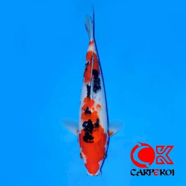 Sanke Taisho 30 cm