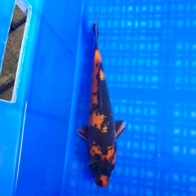 HiUtsuri Ginrin Joss 23cm