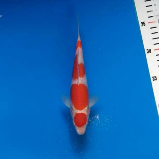 Kohaku matuten 21cm bahan progres