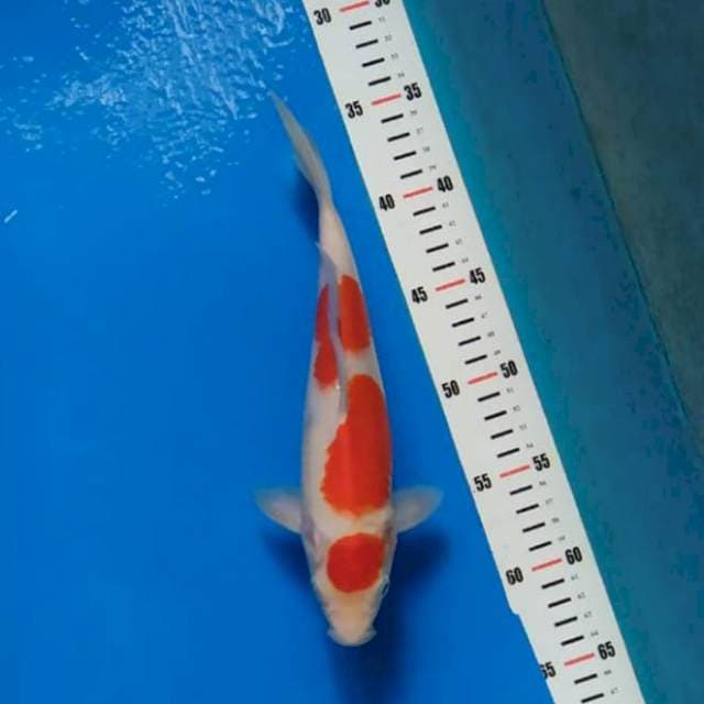 Kohaku maruten 27