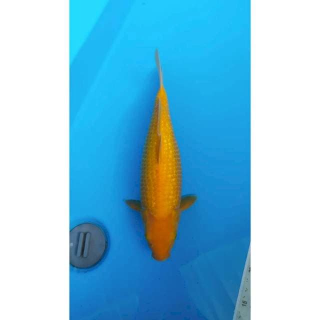 Karasi ginrin 37cm