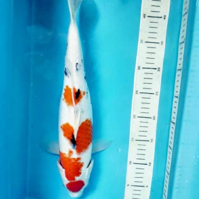 Maruten showa, 41cm female