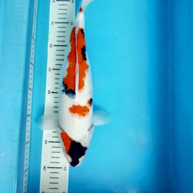 Showa, 37cm female