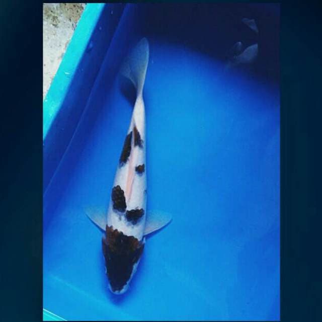 Goromo 30cm female