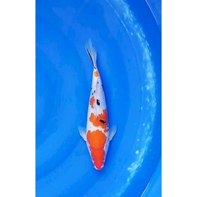 Sanke 4Step Original 30cm (F)