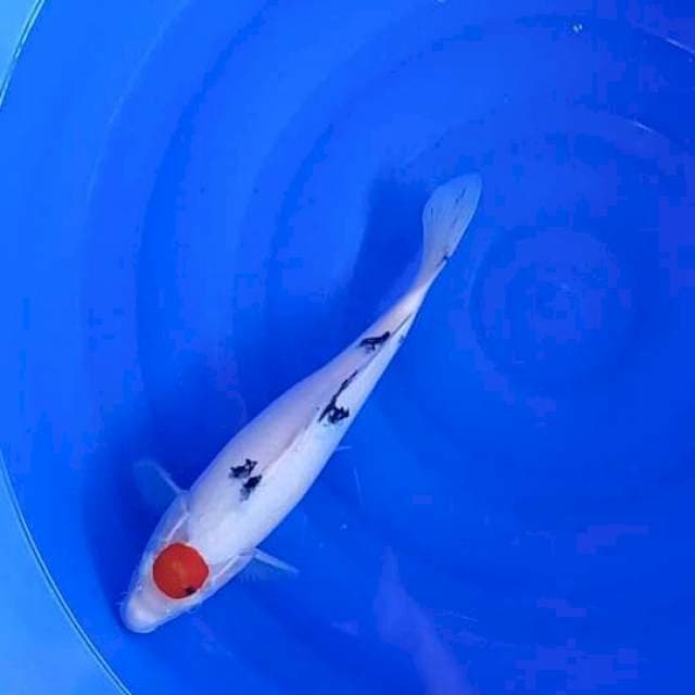 Tanco sanke, 35cm