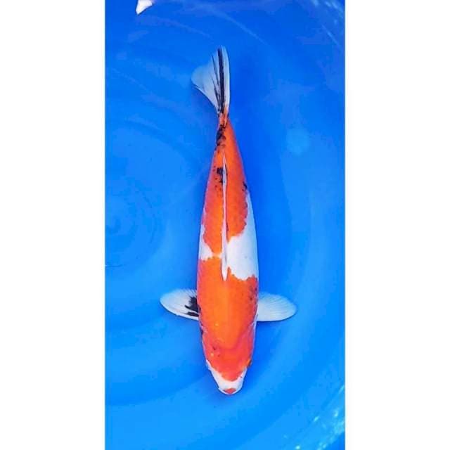 Showa Tategoi 2Step Original Bulky 38cm (F)