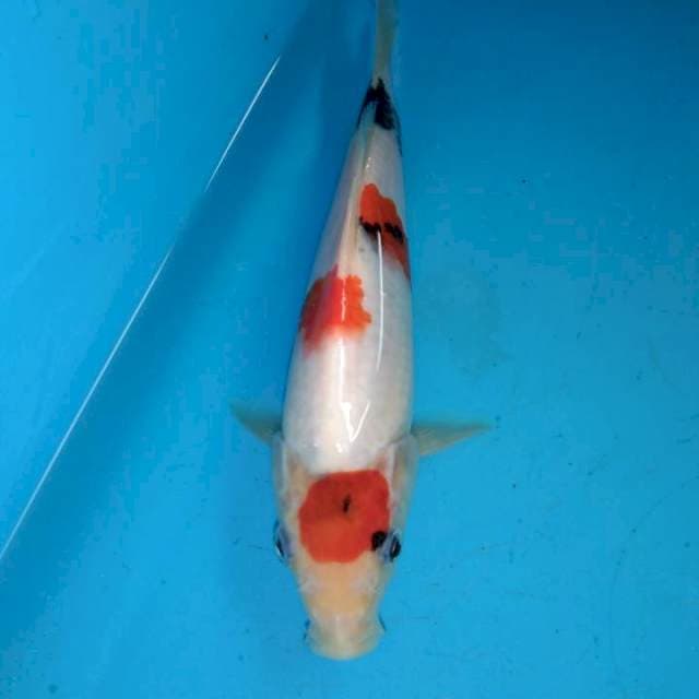 Tanco sanke 20cm