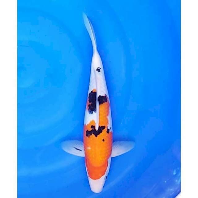 Original Sanke 32cm (M)