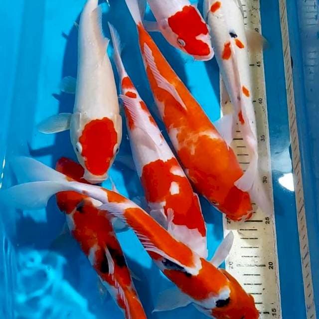 KOHAKU SANKE TANCHO 26-33 CM 7 EKOR