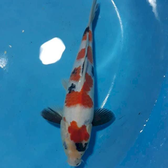 Kindai, Jantan, 30cm