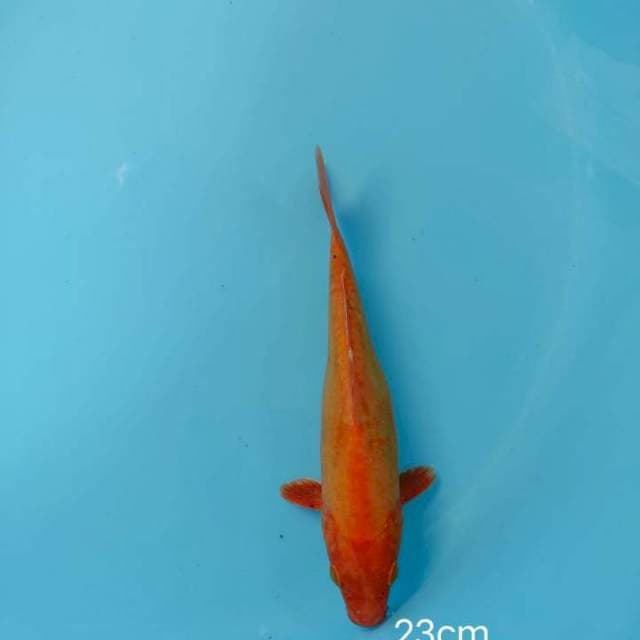 Orenji Doit 23cm