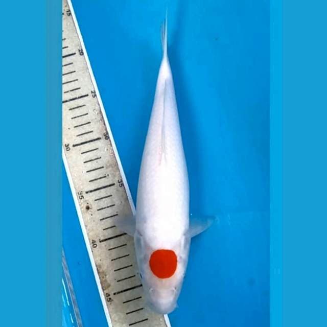 Tancho kohaku (-), 30 cm
