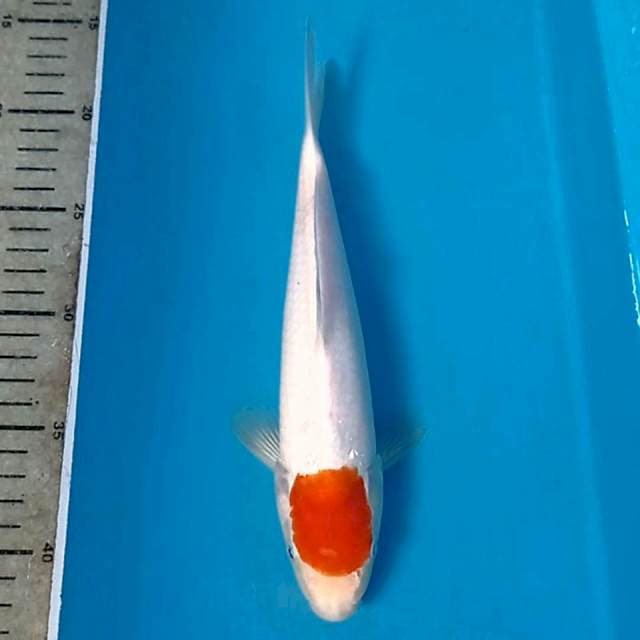 Tancho kohaku, 25 cm