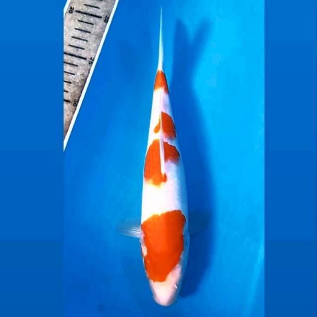 Kohaku, 26 cm