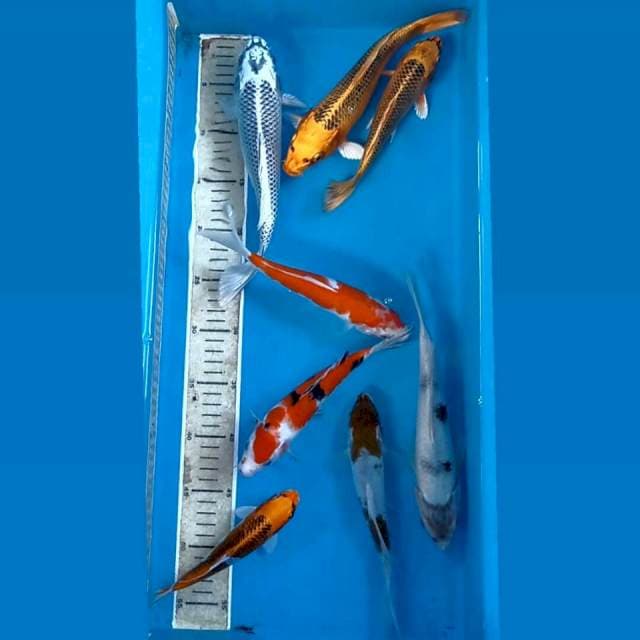 Paket 8 ekor mix, 17 - 26 cm