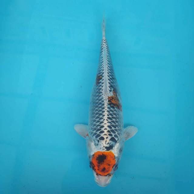 Maruten kujaku