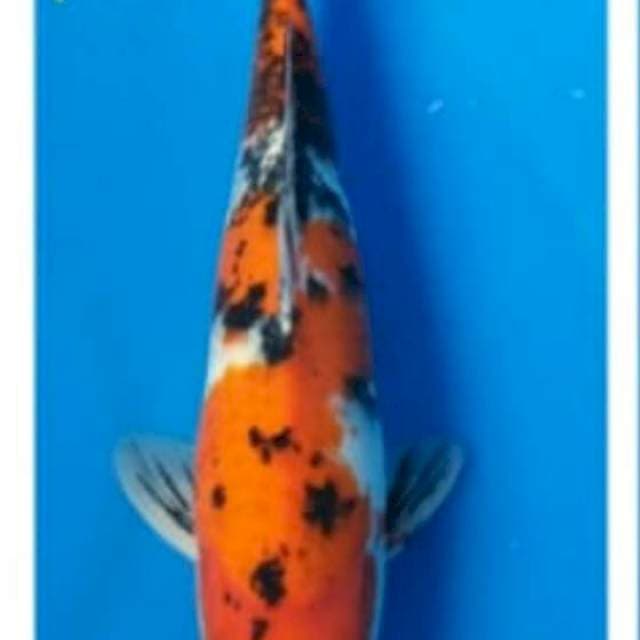 Sanke SAKAI FISH FARM
