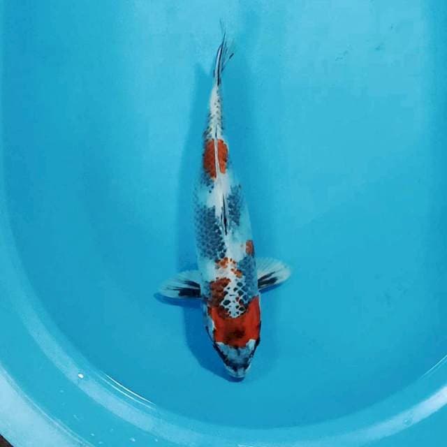 Kin showa 37cm