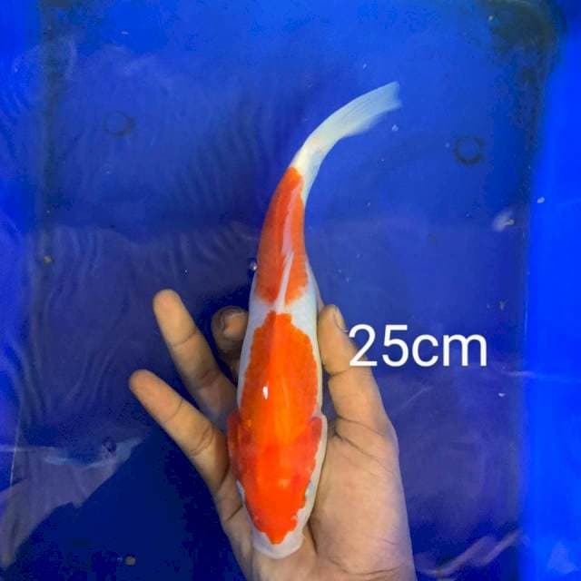 Kohaku 2 step