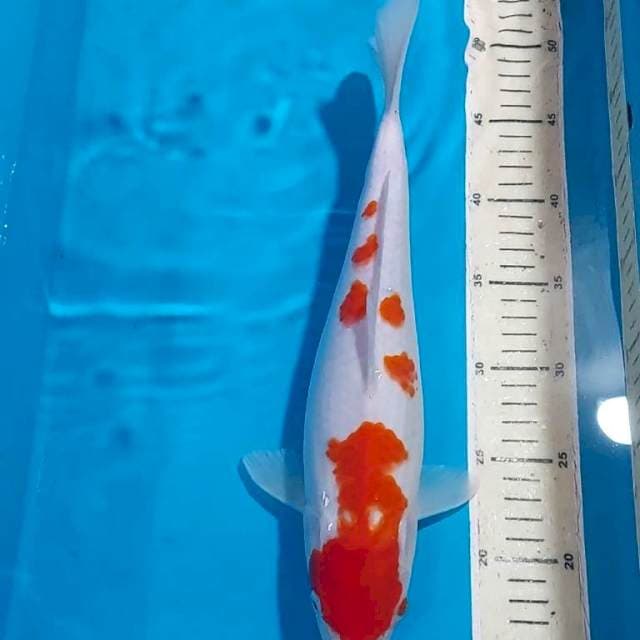 KOHAKU 34 CM
