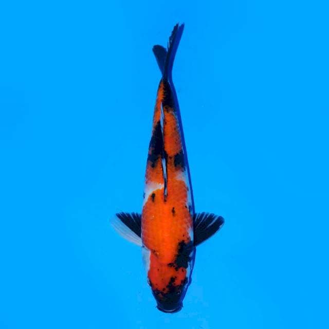 Showa Sanshoku Bagus 27 cm Male
