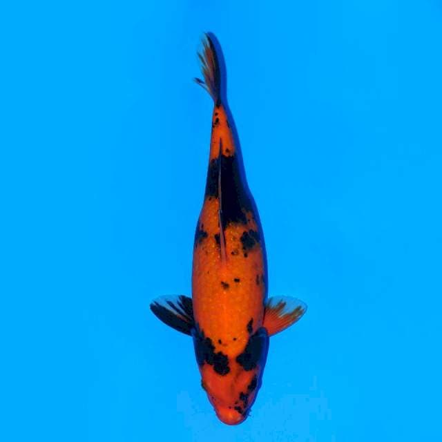Hi Utsuri 28cm Female