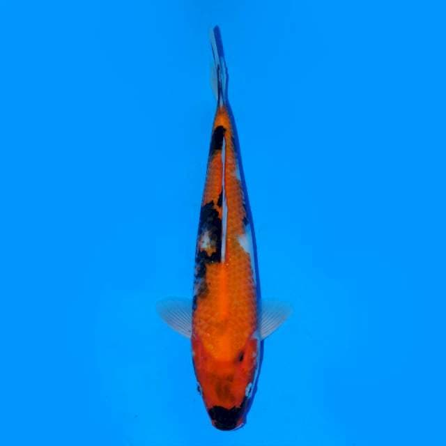 Showa Tategoi 27cm Male