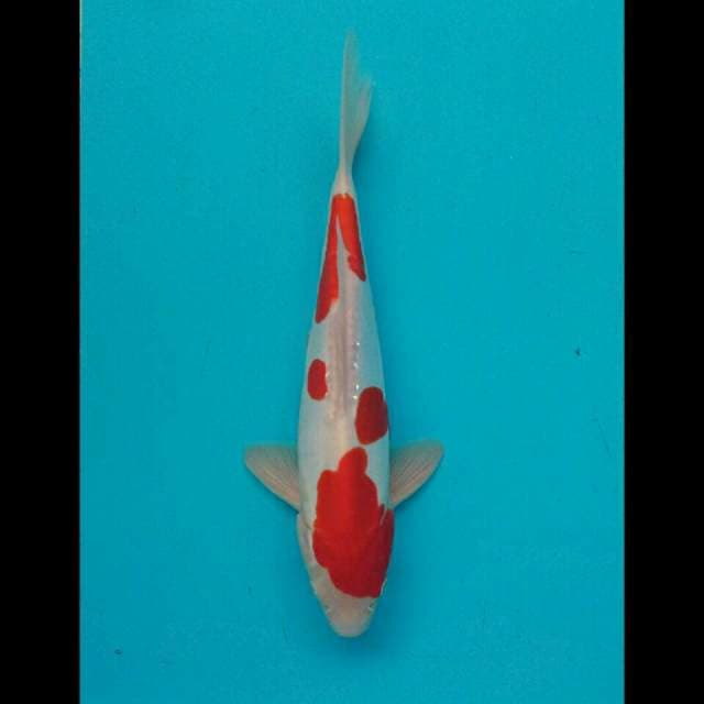 Kohaku 31cm