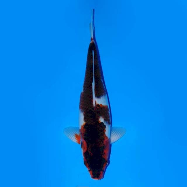 Budo Goromo Male 31 cm