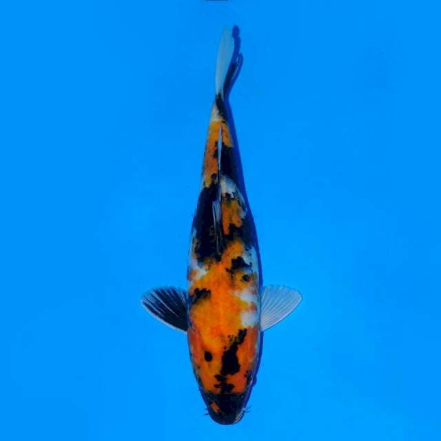 Showa Sanshoku Female 30cm