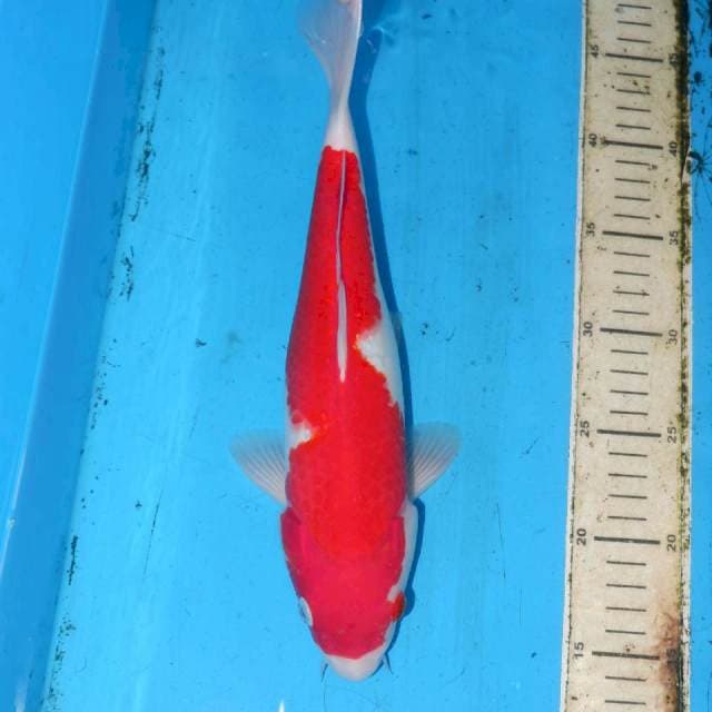 31cm INAZUMA