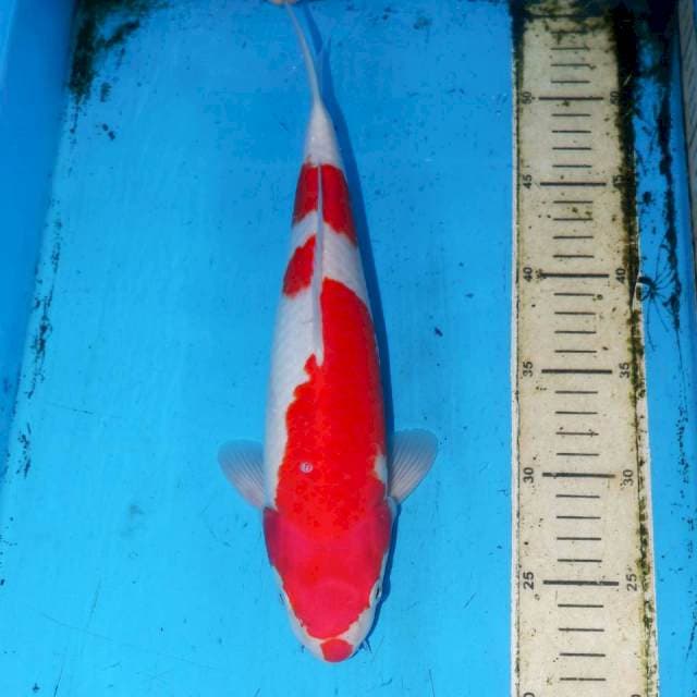31CM KOHAKU KUCIBENI