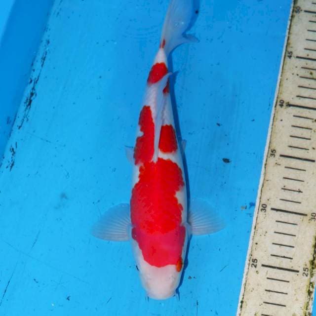 27CM KOHAKU MANIS