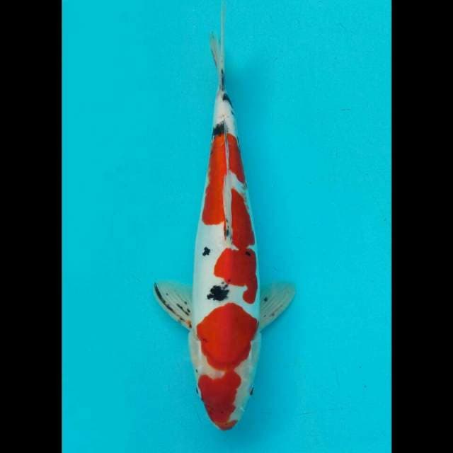 Sanke 31 cm male